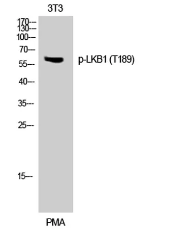 LKB1 (phospho Thr189) rabbit pAb - image 1