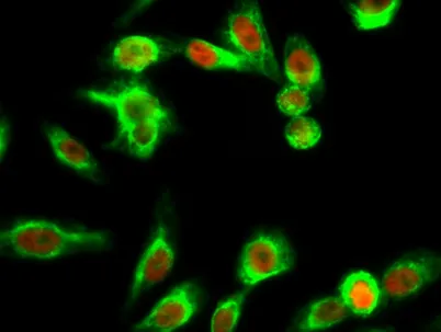 LKB1 (phospho Ser428) rabbit pAb - image 1