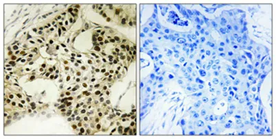 LKB1 (phospho Ser334) rabbit pAb - image 1