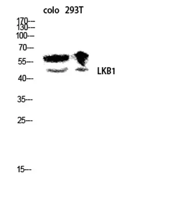 LKB1 rabbit pAb - image 1