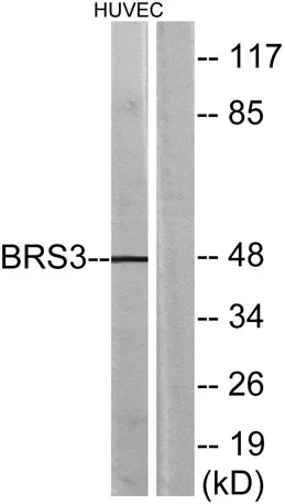 BRS-3 rabbit pAb - image 1