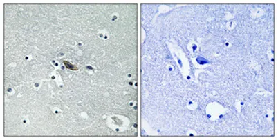 Syntaxin 1 (phospho Ser14) rabbit pAb - image 1