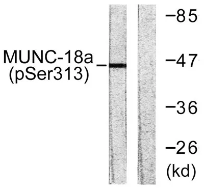 Unc18-1 (phospho Ser313) rabbit pAb - image 1