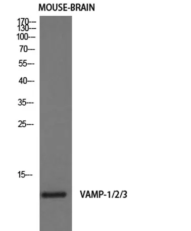 VAMP-1/2/3 rabbit pAb - image 1
