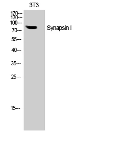 Synapsin I rabbit pAb - image 1
