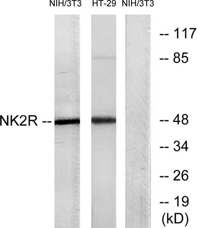 NK-2R rabbit pAb - image 1
