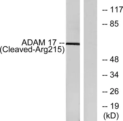 Cleaved-TACE (R215) rabbit pAb - image 1