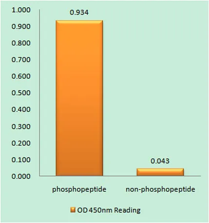 TACE (phospho Thr735) rabbit pAb - image 1