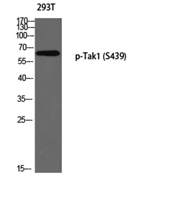Tak1 (phospho Ser439) rabbit pAb - image 1