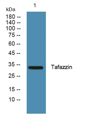 Tafazzin rabbit pAb - image 1