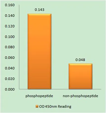 E2A (phospho Thr355) rabbit pAb