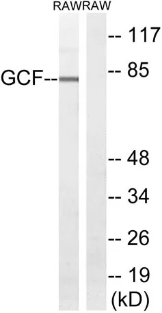 TCF-9 rabbit pAb - image 1