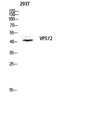 VPS72 rabbit pAb - image 1