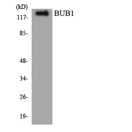 BUB1 rabbit pAb - image 1
