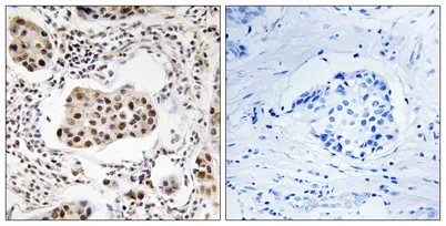 Tctex5 rabbit pAb - image 1