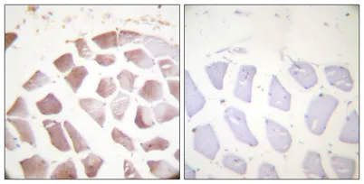 Actin-α/γ (phospho Tyr55/53) rabbit pAb
