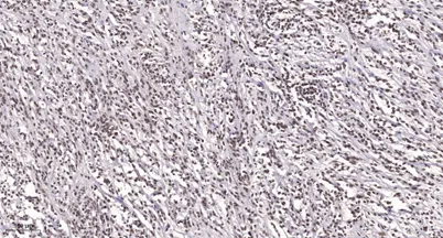 TEF-1 rabbit pAb - image 1