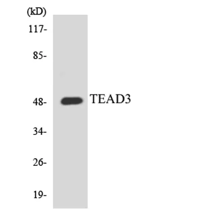 TEF-5 rabbit pAb - image 1