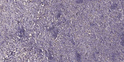 Tie-2 rabbit pAb - image 1