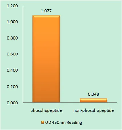TERT (phospho Ser824) rabbit pAb - image 1