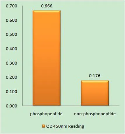 TERT (phospho Ser227) rabbit pAb