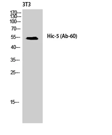 Hic-5 rabbit pAb - image 1