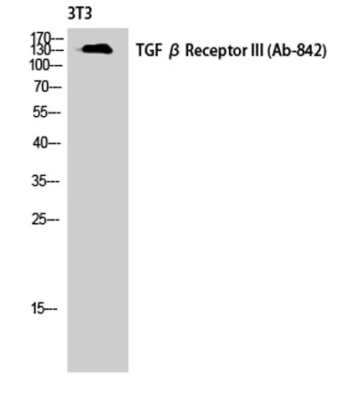 TGFβ RIII rabbit pAb - image 1