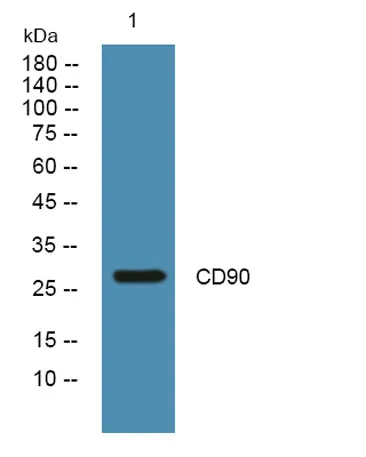 CD90 rabbit pAb - image 1