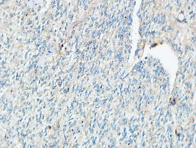 Tie-1 rabbit pAb - image 1