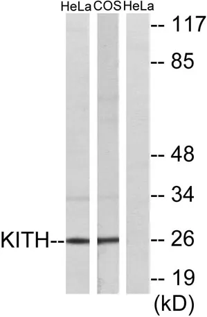 Thymidine Kinase rabbit pAb - image 1