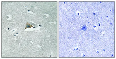 Claudin-5 (phospho Tyr217) rabbit pAb