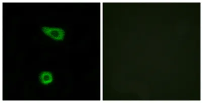 TNFα-IP 2 rabbit pAb - image 1