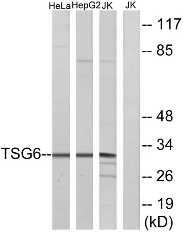 TSG-6 rabbit pAb - image 1