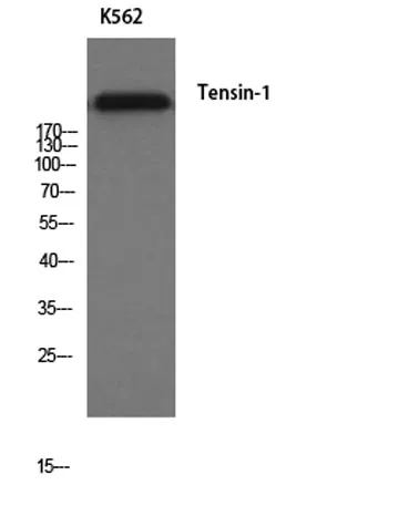 Tensin-1 rabbit pAb - image 1