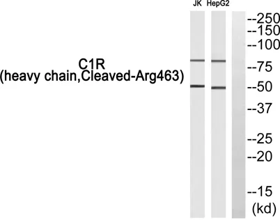 Cleaved-C1r HC (R463) rabbit pAb - image 1