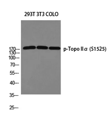 Topo IIα (phospho Ser1525) rabbit pAb