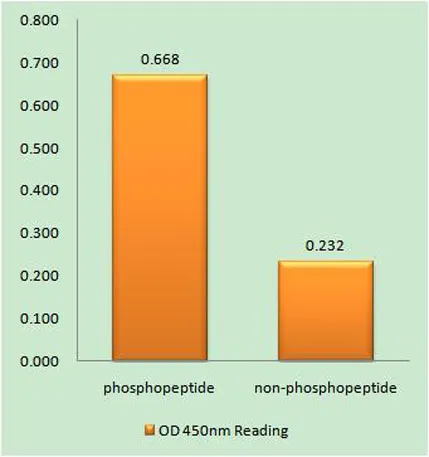 p53 (phospho Ser376) rabbit pAb - image 1