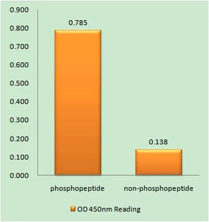 53BP1 (phospho Ser25) rabbit pAb - image 1