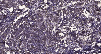 53BP1 rabbit pAb