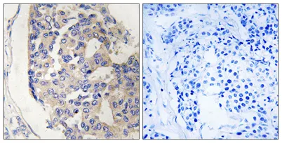 C1s rabbit pAb - image 1