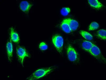 TPH1 rabbit pAb - image 1