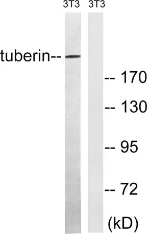 Tuberin rabbit pAb - image 1
