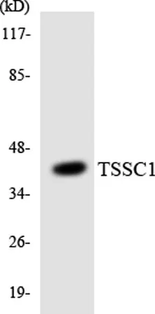 TSSC1 rabbit pAb