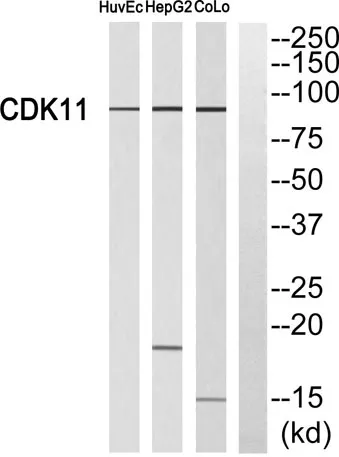 Cdk11A/B rabbit pAb - image 1