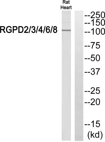 RGPD2/3/4/6/8 rabbit pAb