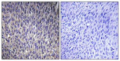 Ribosomal Protein L40 rabbit pAb