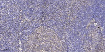 UBE2G1 rabbit pAb - image 1