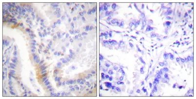 Urocortin rabbit pAb - image 1