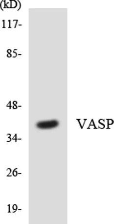 VASP rabbit pAb - image 1