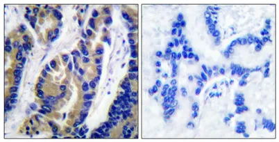 VASP rabbit pAb - image 1